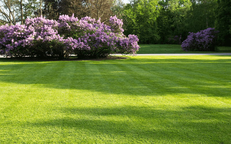 beautiful green grass lawn and purple flowering trees