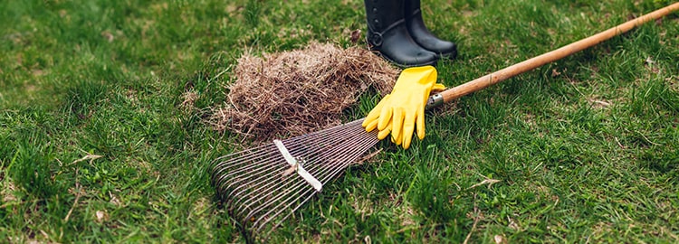 dethatching lawn with a rake
