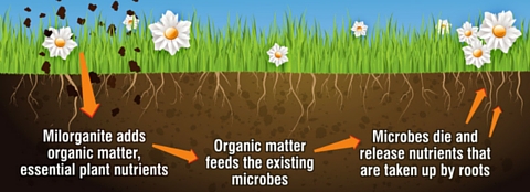 How does Milorganite fertilizer work?