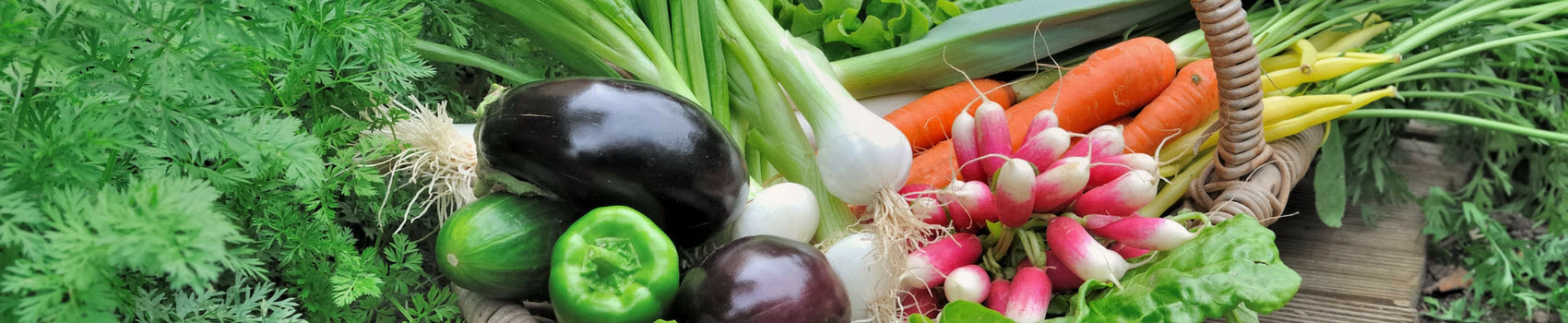 Garden harvest in a basket