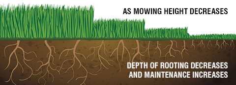 Lawn Mowing Tips | Milorganite