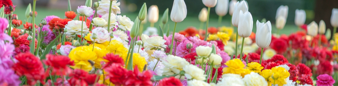 Brightly colored flowers Milorganite fertilizer is good for flower gardens like this.