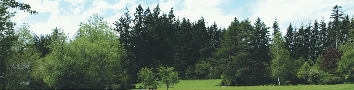 Tall green trees A proper fertilization rate is key for healthy, green trees.