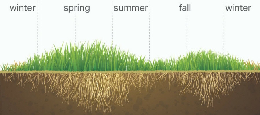 Cool-season Grass Growth Cycle Through the Seasons