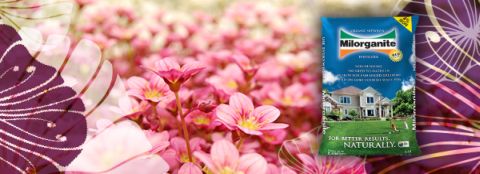 Milorganite 36 lb. bag and flowers A 36 lb. bag of Milorganite fertilizer in front of brightly-colored flowers.