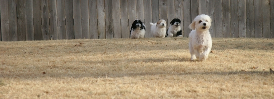 Puppies on brown grass Puppies playing on brown grass that has gone dormant.