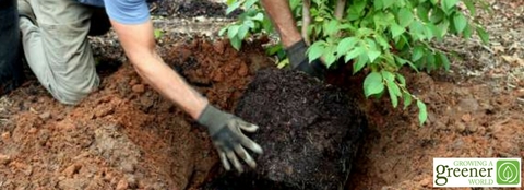 Person planting tree A person plants a tree using the seven steps to ensure success when planting trees and shrubs.