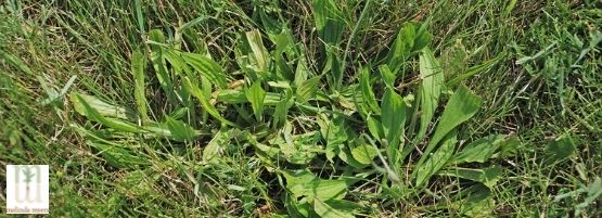 Grass Weeds - Control of Grass Weeds.