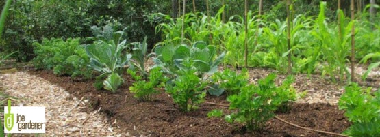 Learn How To Prepare Your Garden Without Tilling Milorganite