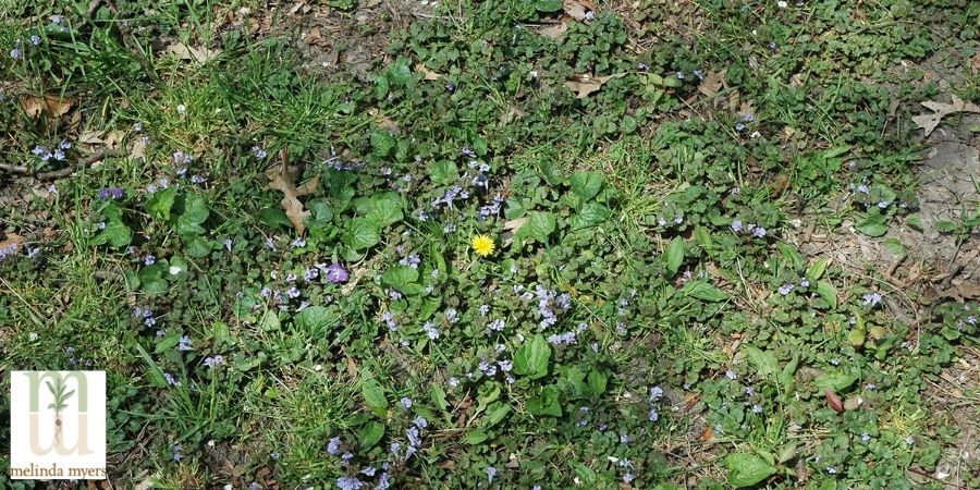 Creeping Charlie weed in lawn