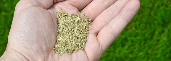 PreGerminate_Grass_seed_thumbnail_555_x_201_px-min.jpg