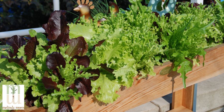 salad greens in container