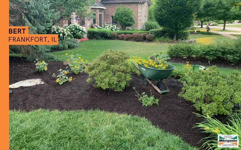 Tall and healthy lawn in Illinois thanks to Milorganite.