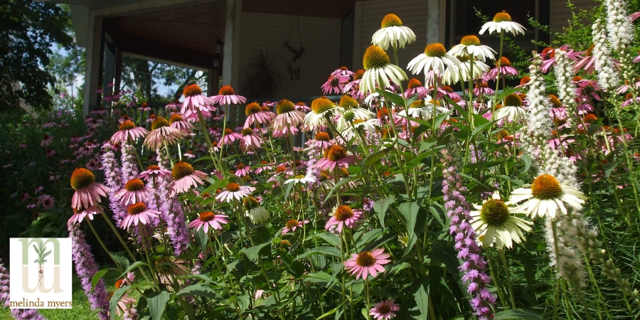 rain garden flowers