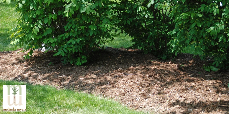 Mulch around a shrub in the yard