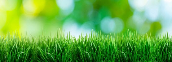 Lawn-Green555x201-min.jpg