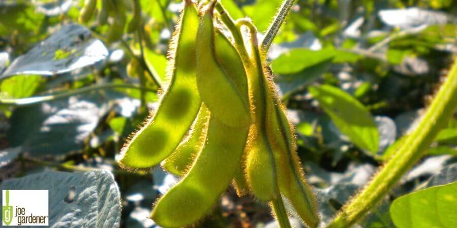 Joe Gardener Cover Crop Legume 900x450min.jpg