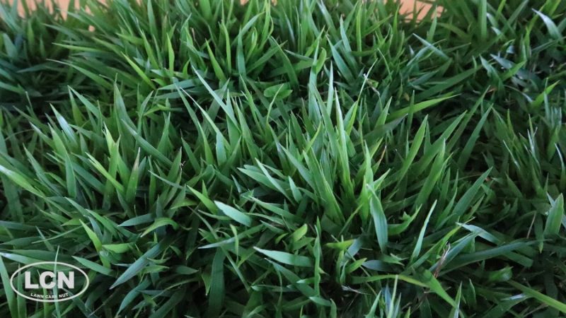 Zoysiagrass credit the lawn care nut