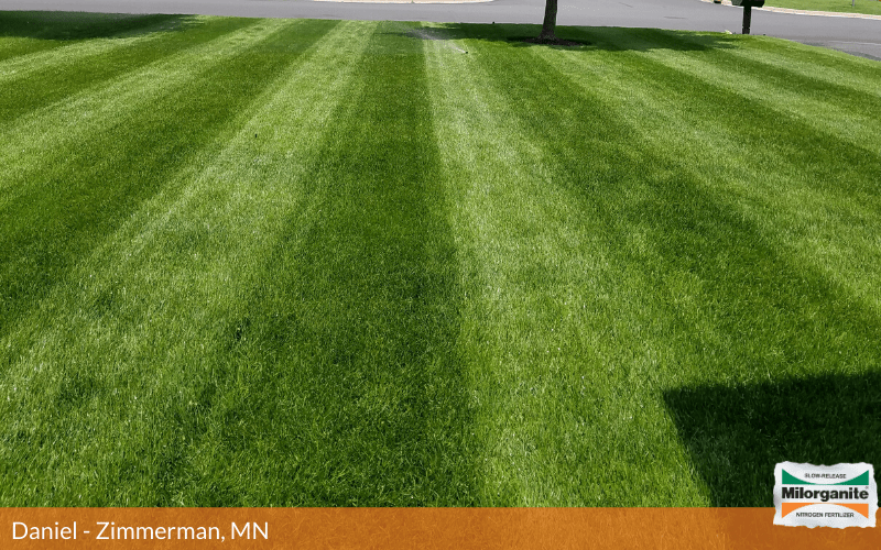 Lush green grass fertilized with Milorganite in Minnesota..