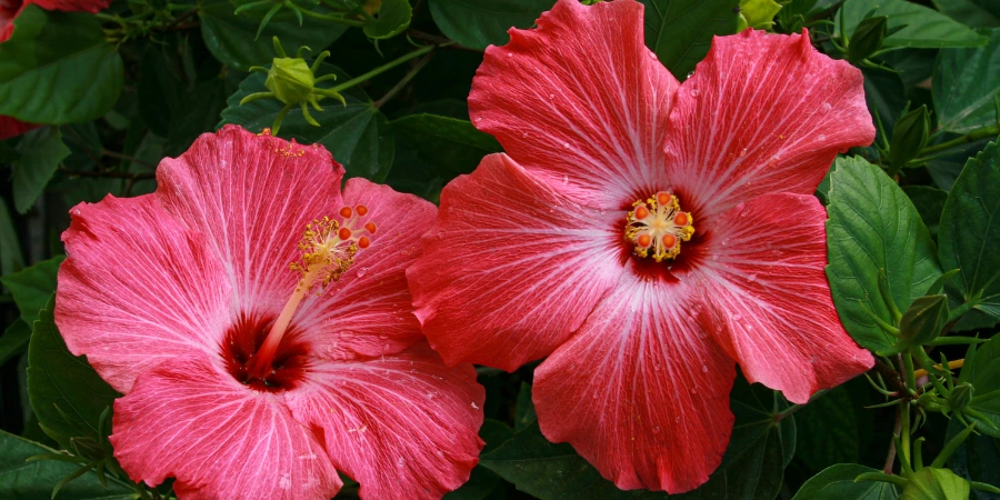 chinese hibiscus
