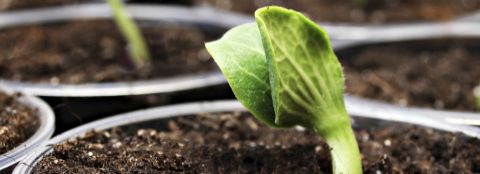 A green plant in a pot just beginning to grow. 