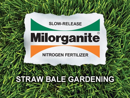 Build A Straw Bale Garden Milorganite