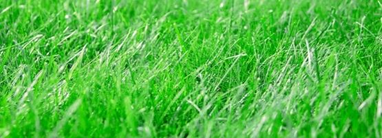 Summer_Beginner_Lawn_Care_Thumbnail_555x201-min.jpg