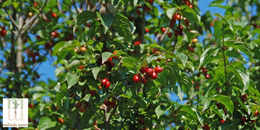 dogwood cornus tree