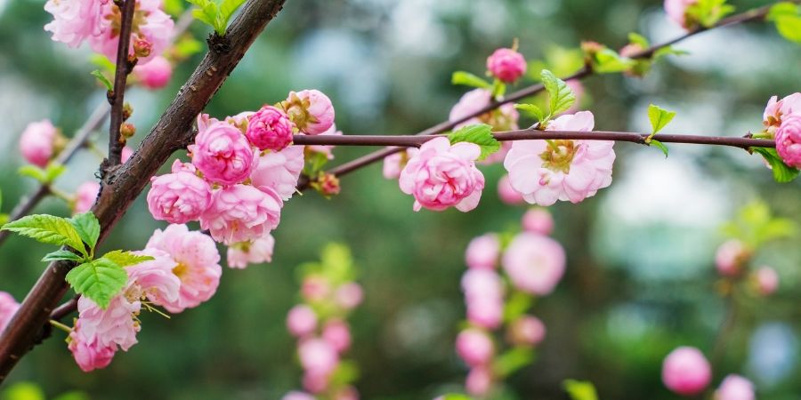 cherry blossom tree flowering