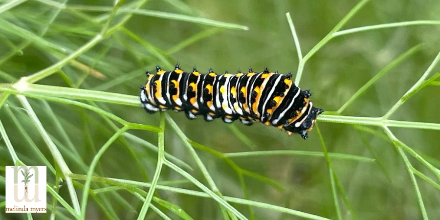 MM pollinator swallowtail catepillar 900x450.webp