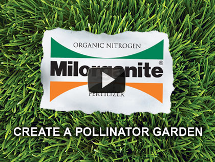 How to Plant a Pollinator Garden