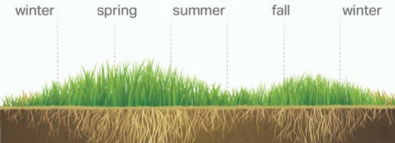 CoolLawnSeason55x201-min.jpg