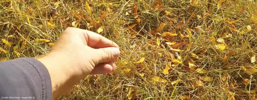 Dormant Lawn in Fall with Leaves