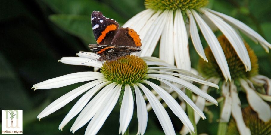 red admiral butterfly on a coneflower