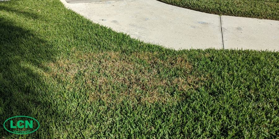 large lawn patch disease on st.augustine grass