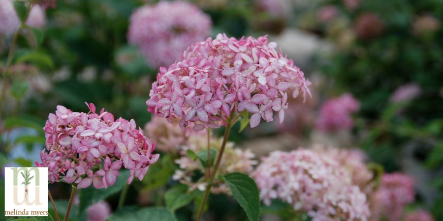 MM Hydrangea 'Invincibelle Spirit' Pasques