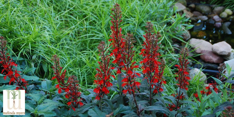 Lobelia Cardinalis