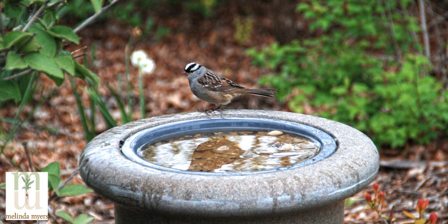 bird on bird bath