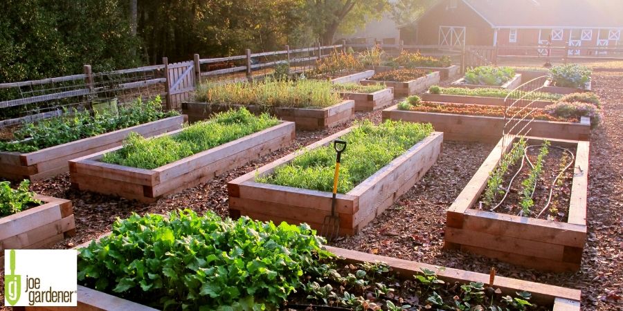 growing raised bed gardens