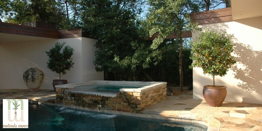 Trees in container around pool