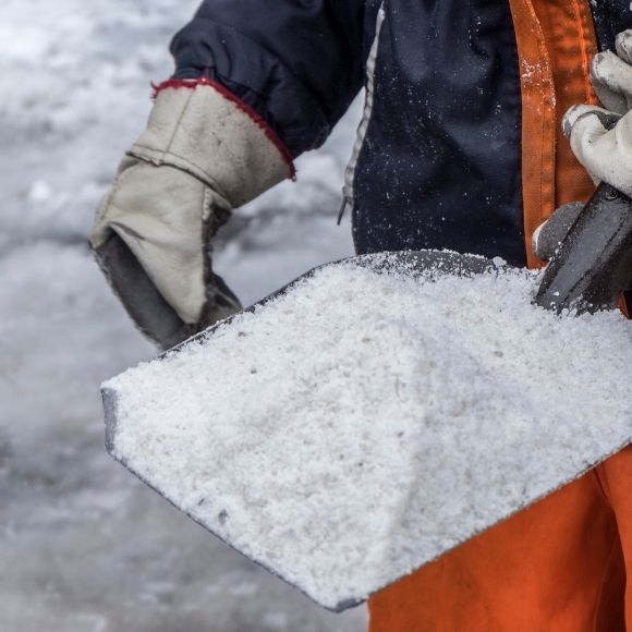 salting sidewalk near plants