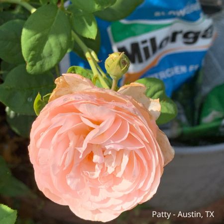 light pink rose in the garden with a bag of Milorganite fertilizer