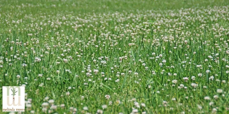 clover lawn