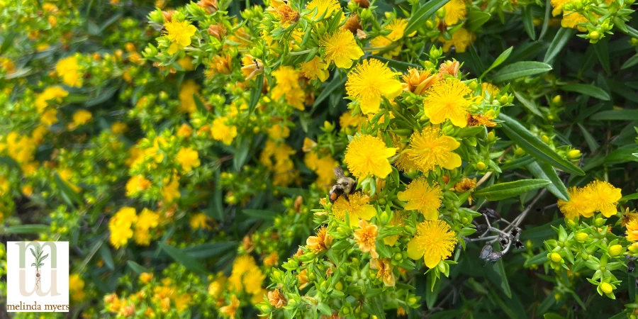 St Johns Wort