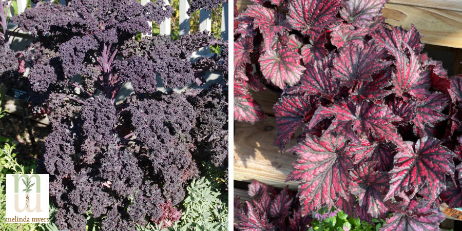 kale and beugonia