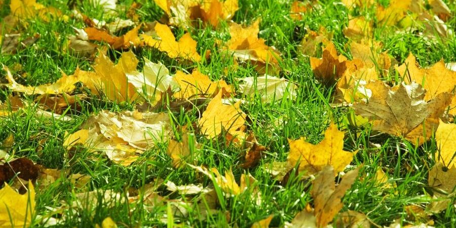 Mow your leaves for a healthy fall lawn