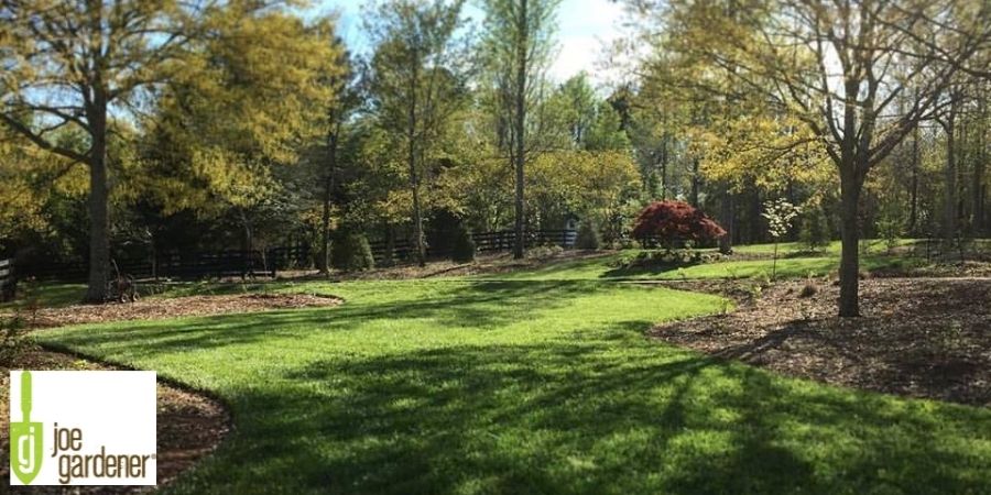 green grass backyard with forest