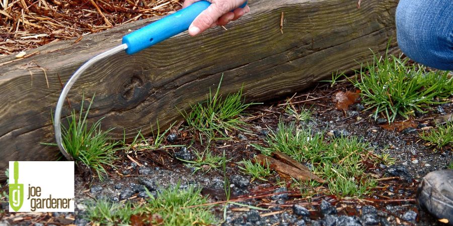 man picking weeds in garden