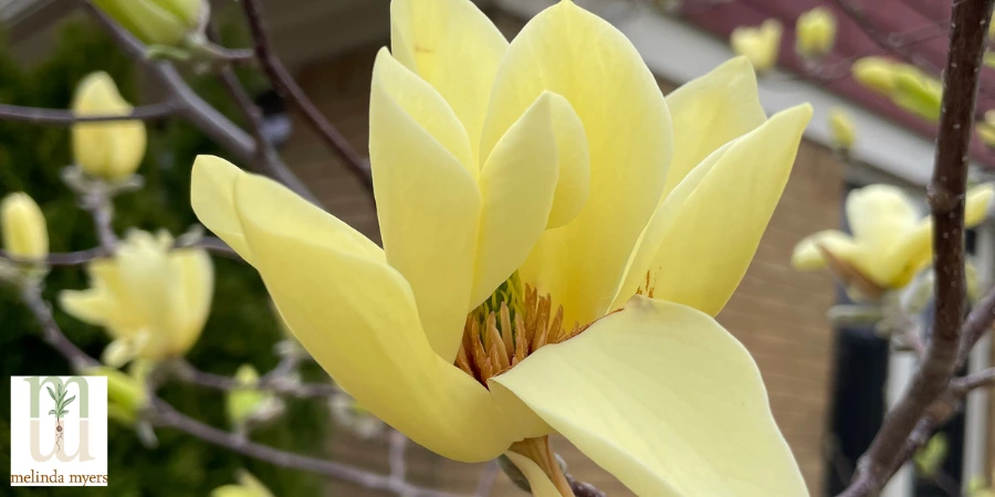 Magnolia