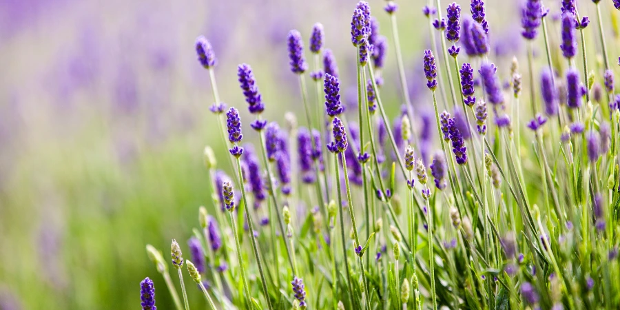 lavendar